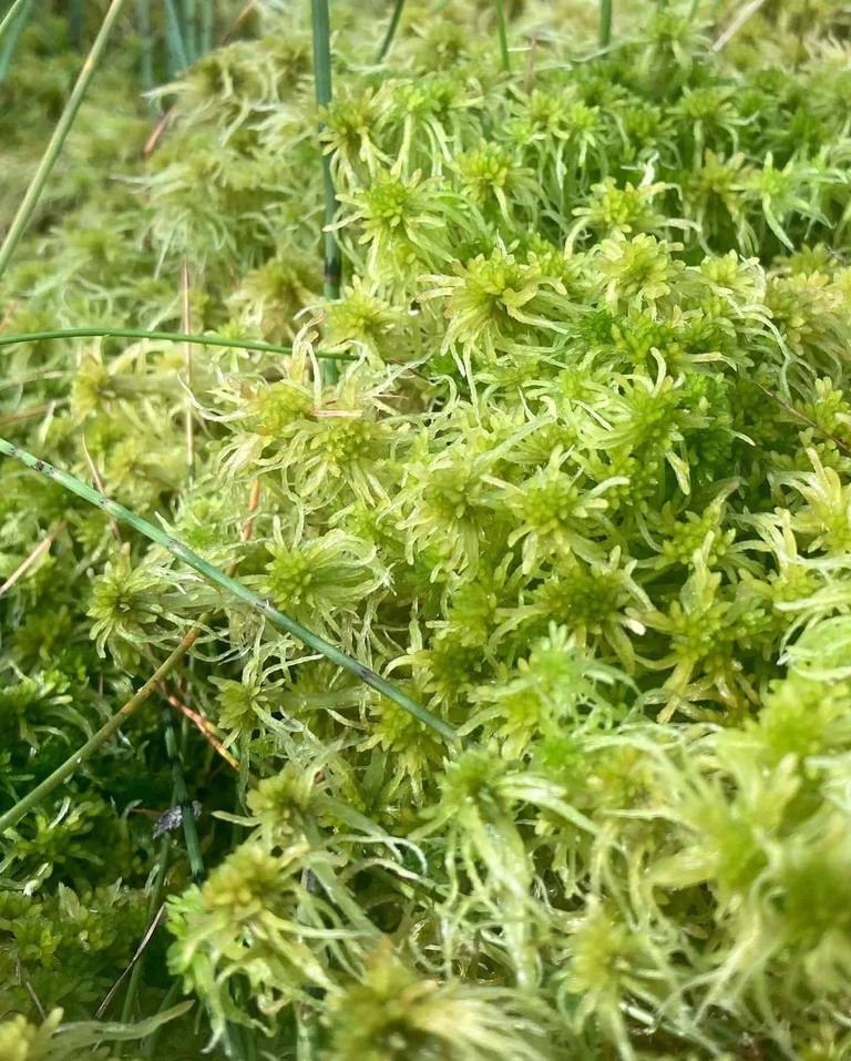 muschio torbiere © Alessandra Pollo, Simone Eusebio Bergo