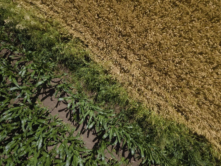 agricoltura rigenerativa