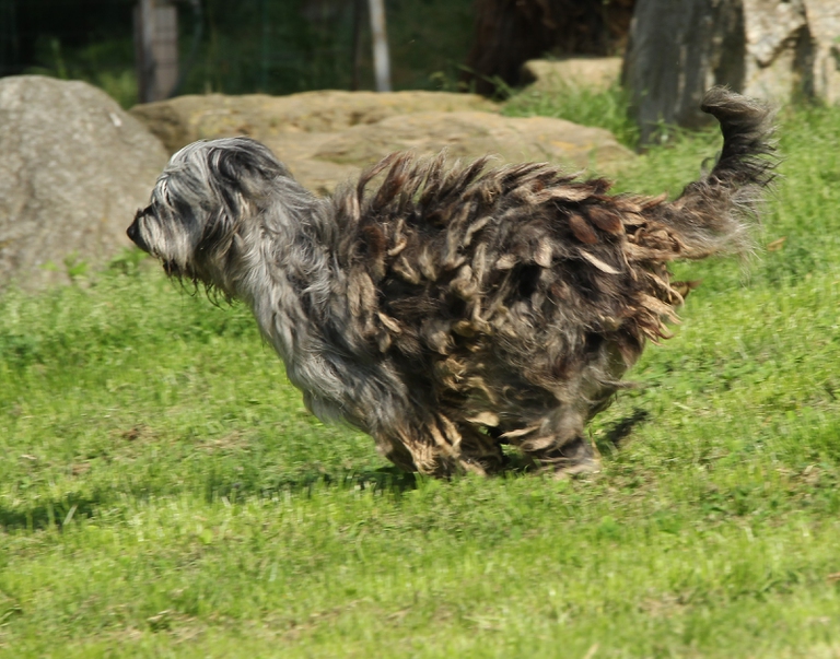 bergamasco che corre