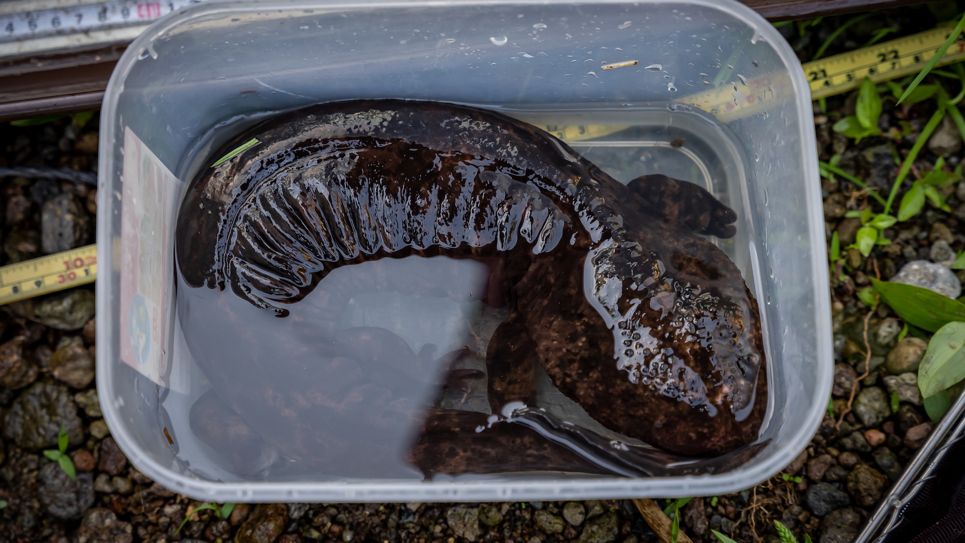 Una salamandra gigante giapponese