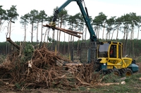 La perdita globale di foreste ha raggiunto livelli record tra il 2016 e il 2018