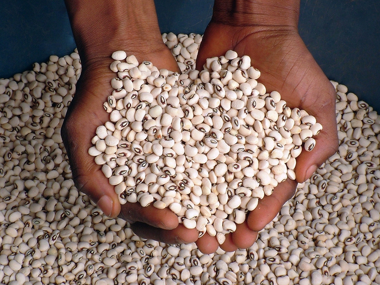 The black eye bean inside the Svalbard vault