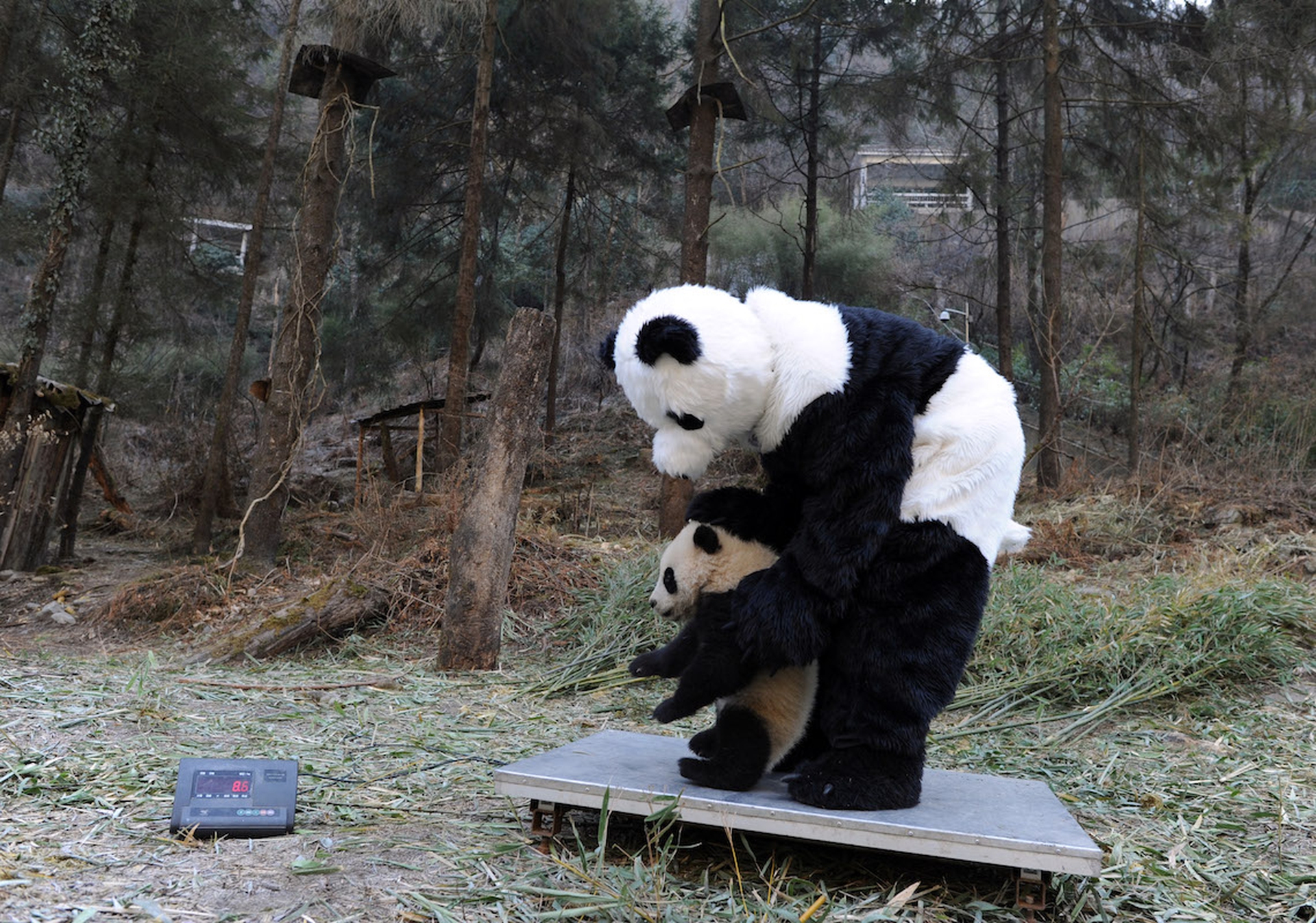 The giant panda is no longer endangered