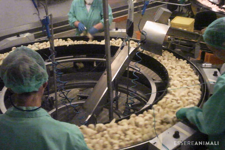 Incubatoio di pulcini, Essere Animali