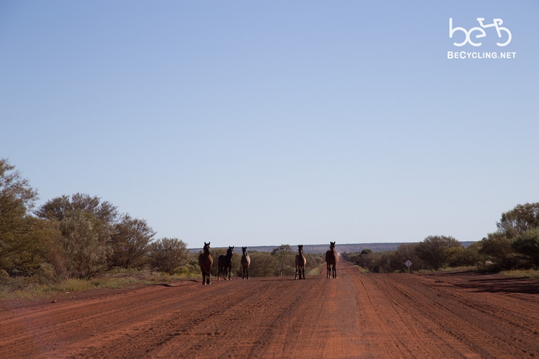 cavalli red center australia