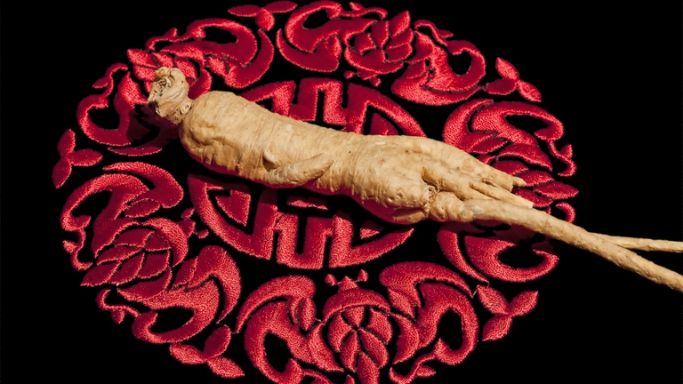 Il ginsneg trova largo iimpiego nella medicina tradizionale cinese. ©Ingimage