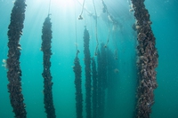 L’ecosistema marino del Mediterraneo è in pericolo: cosa fa la Water Defenders Alliance per difenderlo