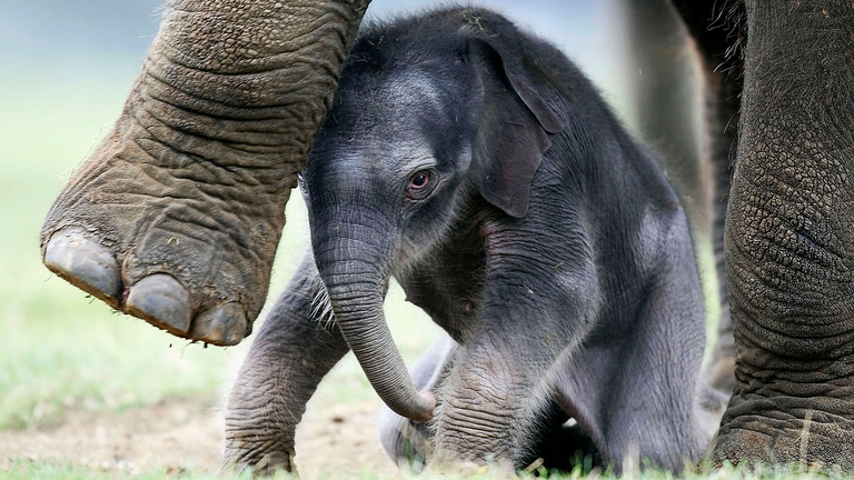 Un cucciolo di elefante asiatico