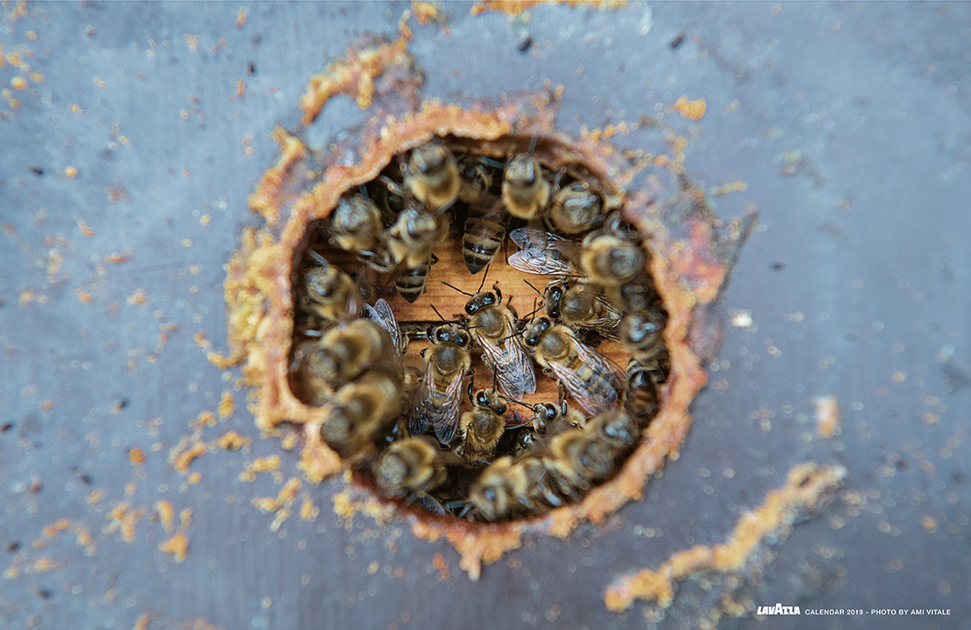 Giugno, calendario Lavazza 2019 - Belgio