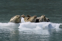 Clima, in Alaska temperature più alte anche di 20 gradi rispetto alla media