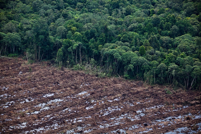 deforestazione, indonesia