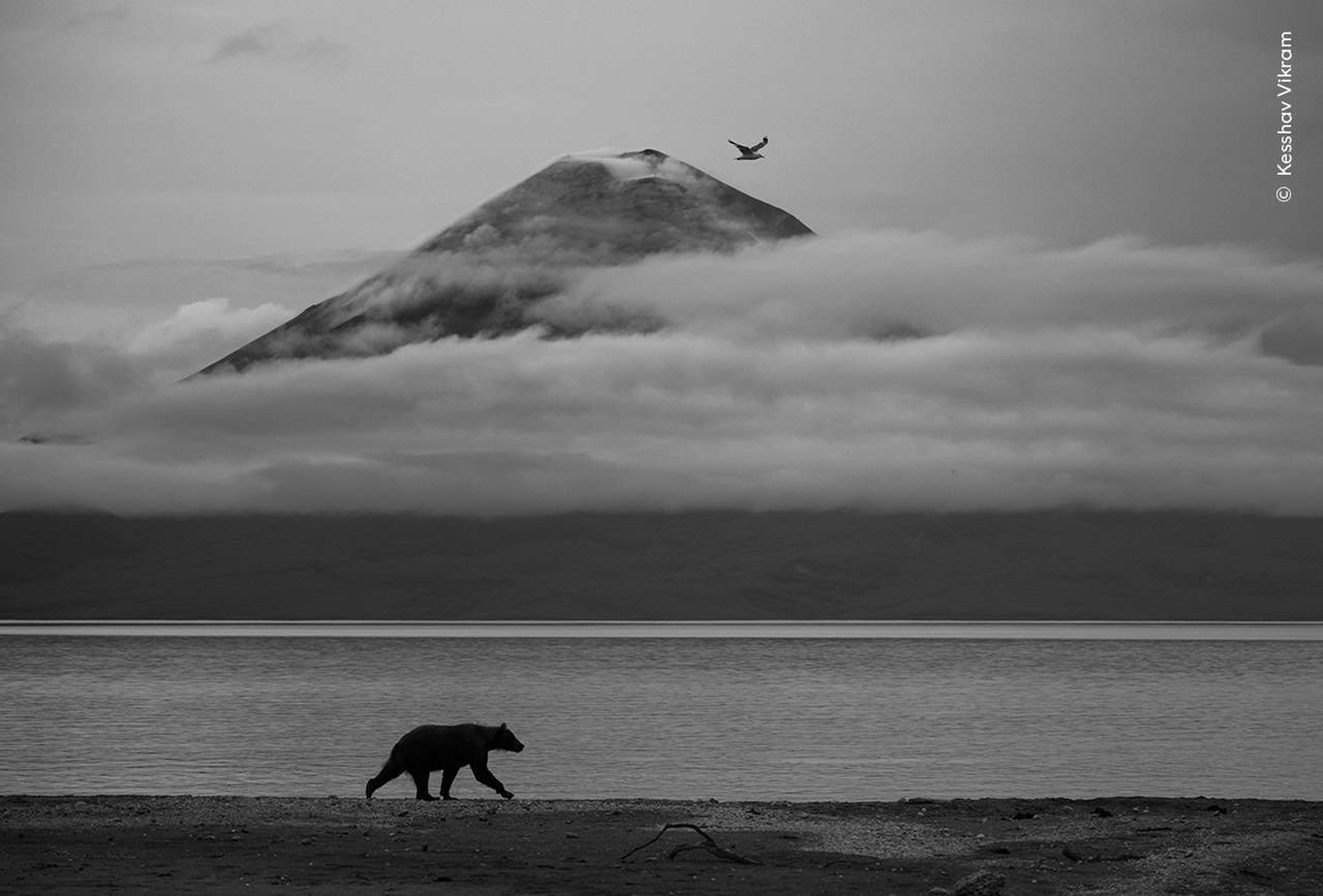 Essenza della Kamchatka, Kesshav Vikram, Menzione d’Onore, (11-14 anni) anni© Kesshav Vikram, Wildlife Photographer of the Year