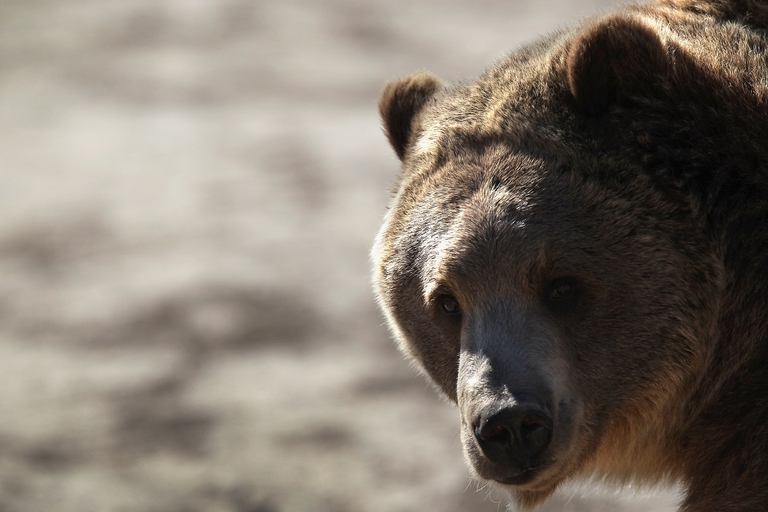 Orso bruno