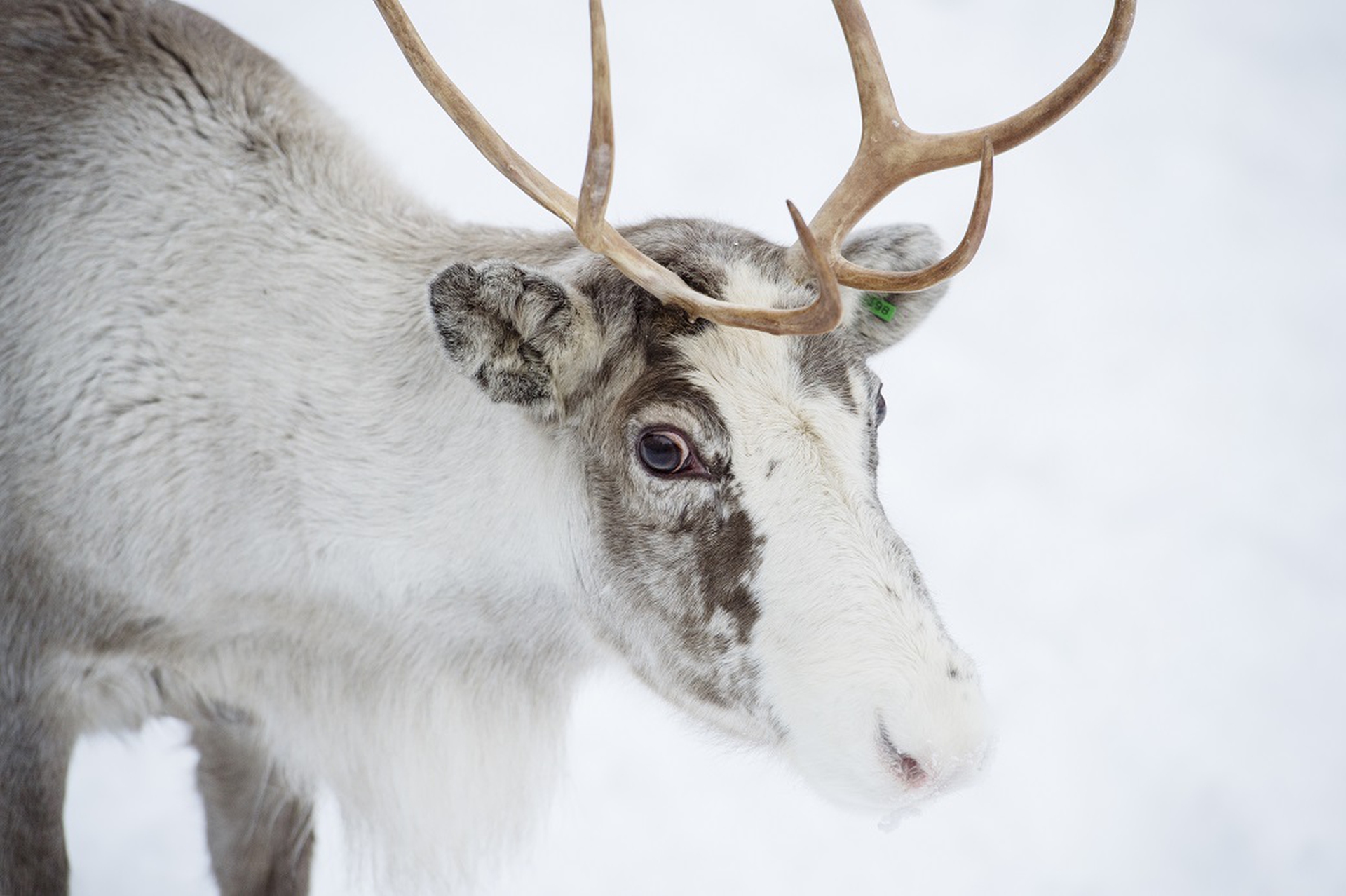 4 diversi periodi per raggiungere la Lapponia e ammirare l'aurora boreale