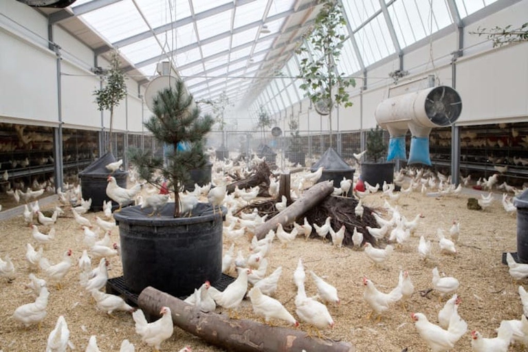 allevamento galline olanda ©www.kipster.farm