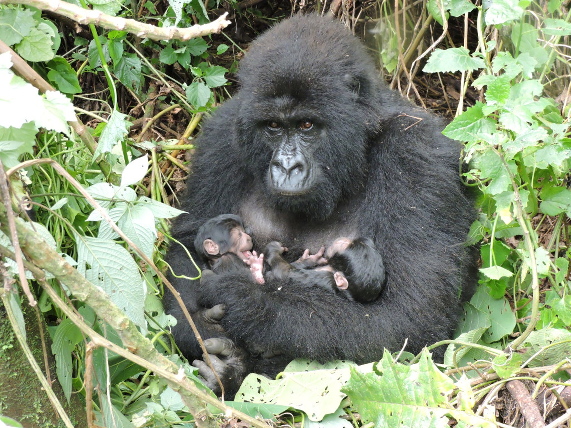 Virunga, un altro ranger ucciso