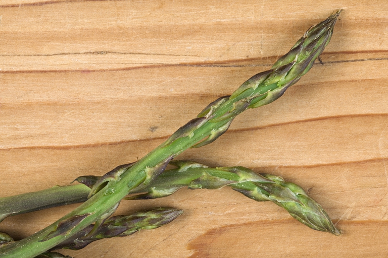 wild asparagus freshness