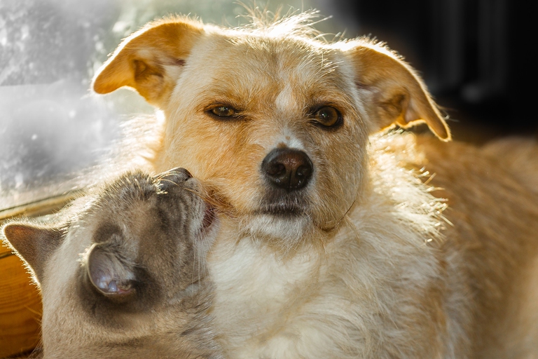 cane e gatto