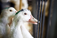 “Il foie gras non provoca sofferenza”. Lo humane washing al Parlamento Ue
