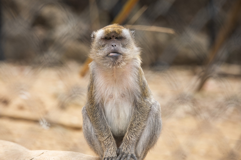 A Semproniano, molti di questi macachi hanno visto il cielo o sentito l’erba sotto le zampe per la prima volta 