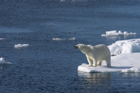 Gli effetti dei cambiamenti climatici, in foto