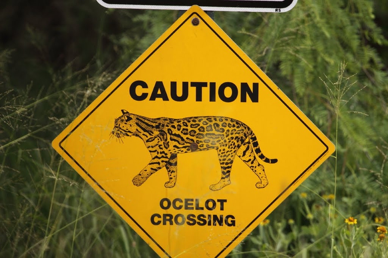 Cartello che indica l'attraversamento di ocelot