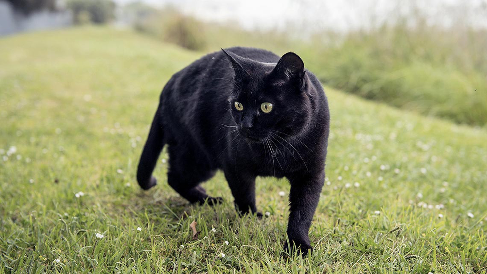 Il gatto nero è un talismano e porta fortuna. Ecco perché