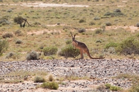 Viaggio fotografico tra i curiosi animali australiani con BeCycling