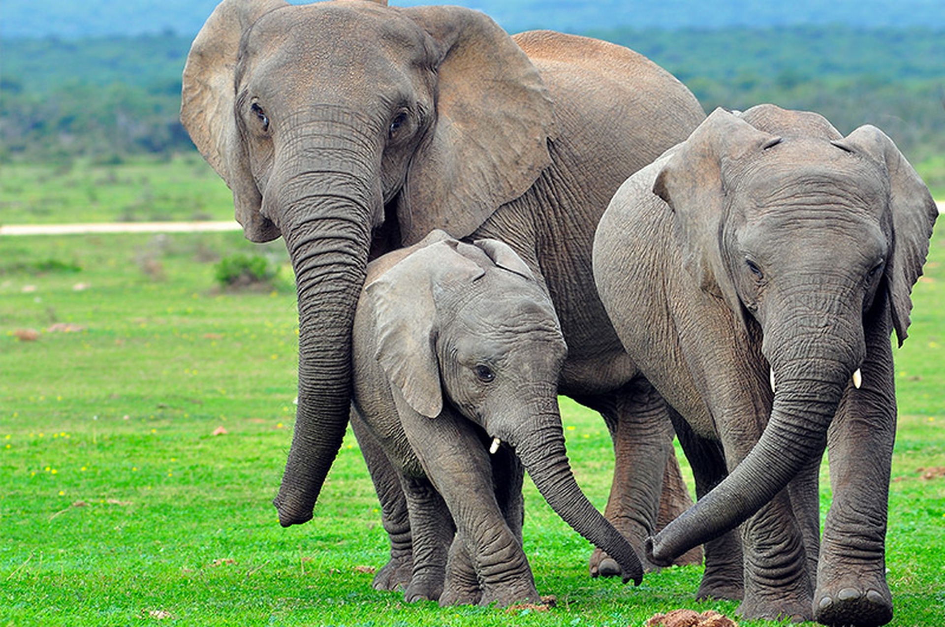 La famiglia elefanti