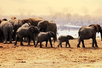 Ending poaching has become a priority for every nation