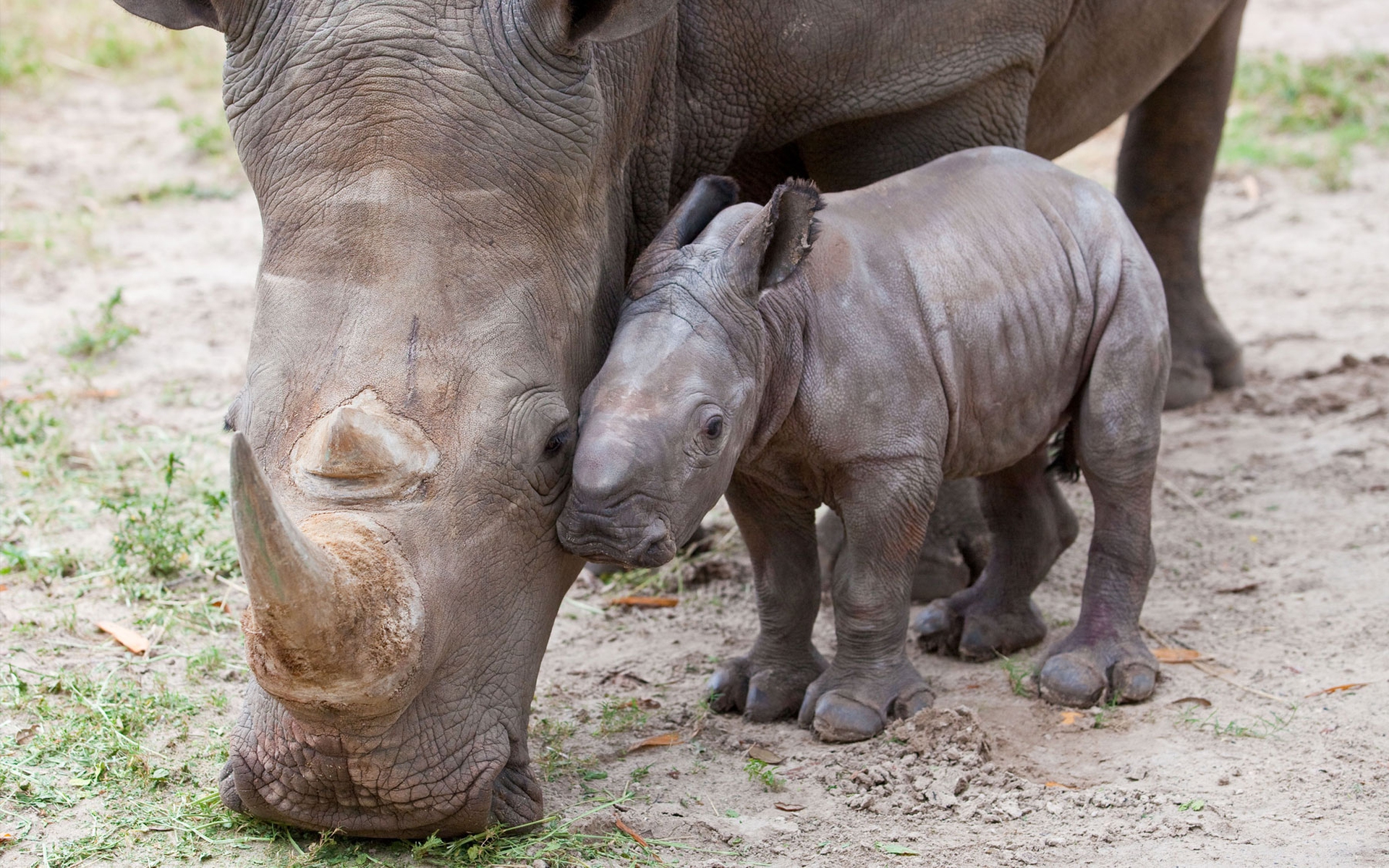 Dal gps al taglio del corno. Tutte le idee per salvare i rinoceronti