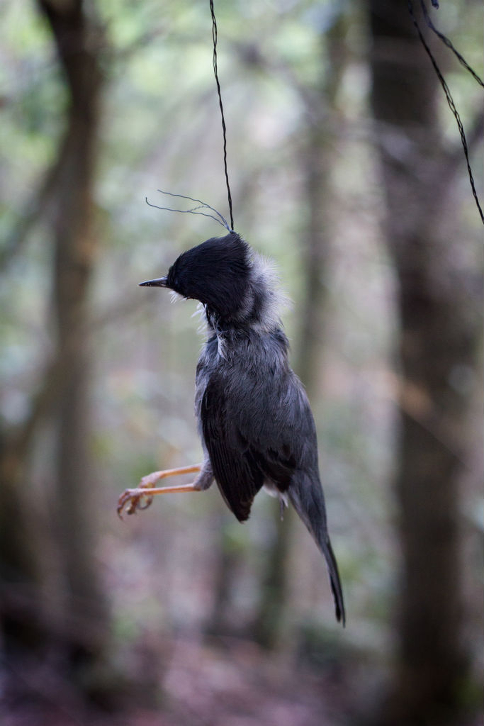 Occhiocotto catturato in Sardegna