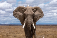 Il Botswana vende all’asta le licenze per uccidere quasi trecento elefanti nel 2020