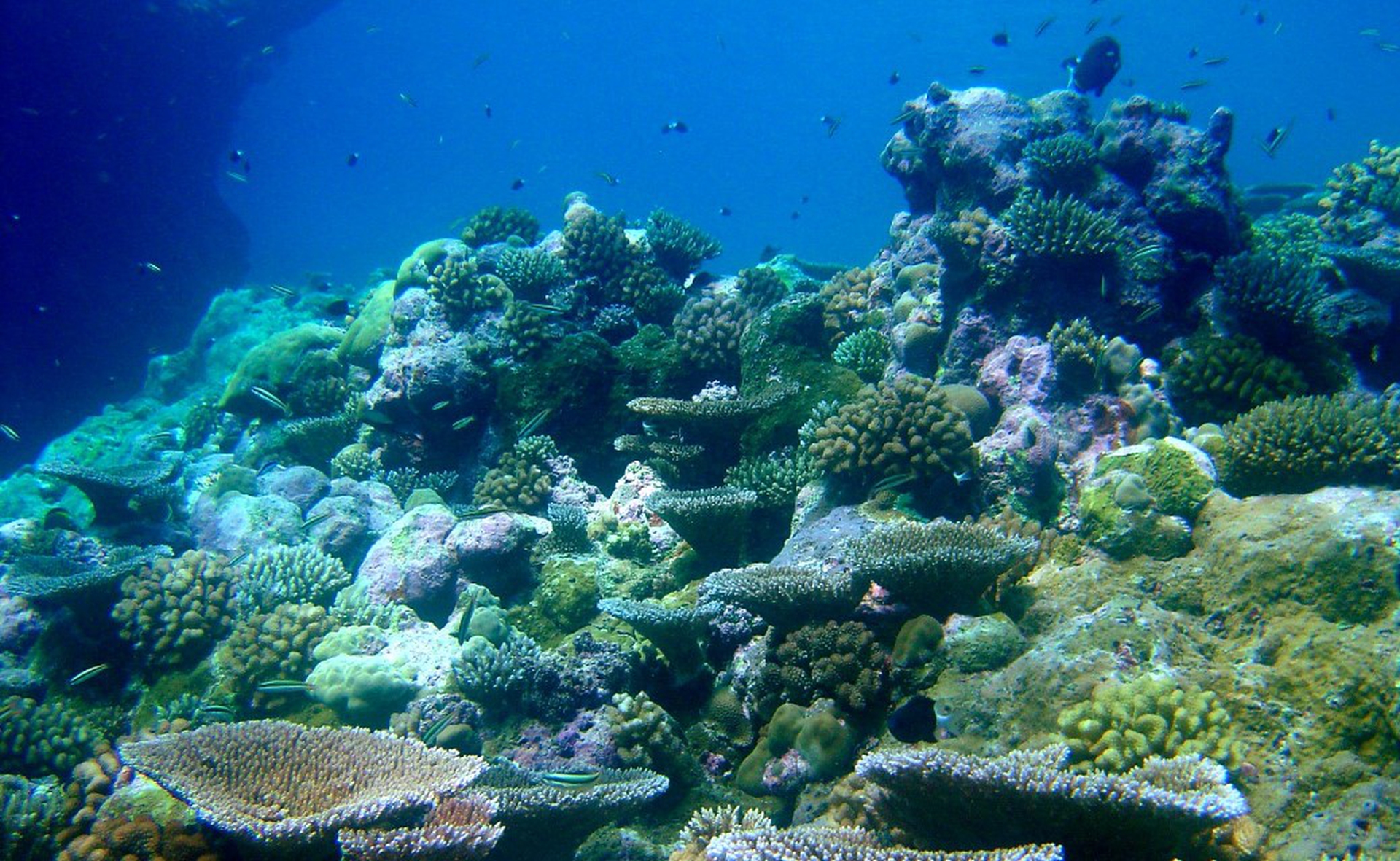 Australia, strategies to save the Great Barrier Reef show there's still ...
