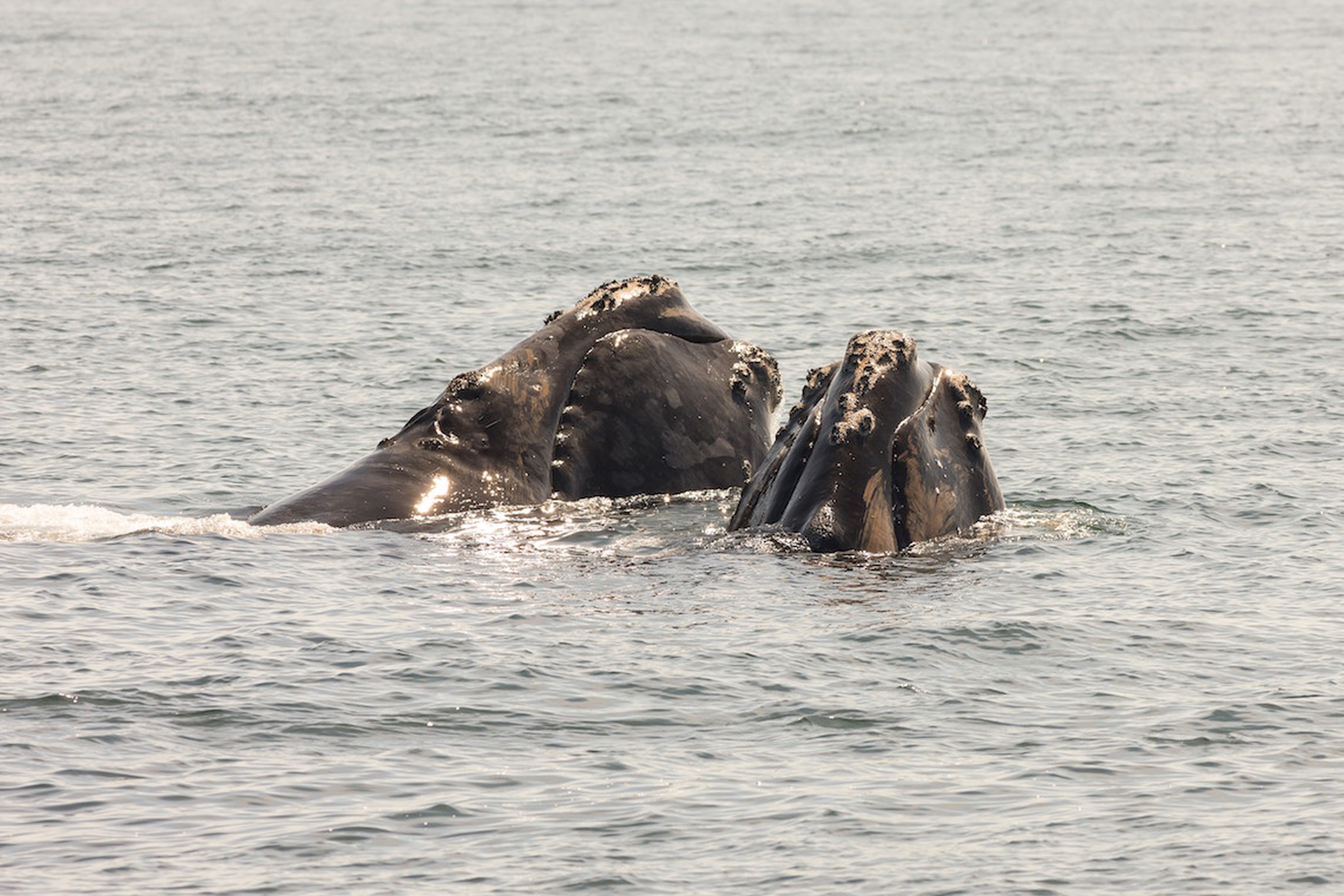 Come stanno i giganti dell'oceano