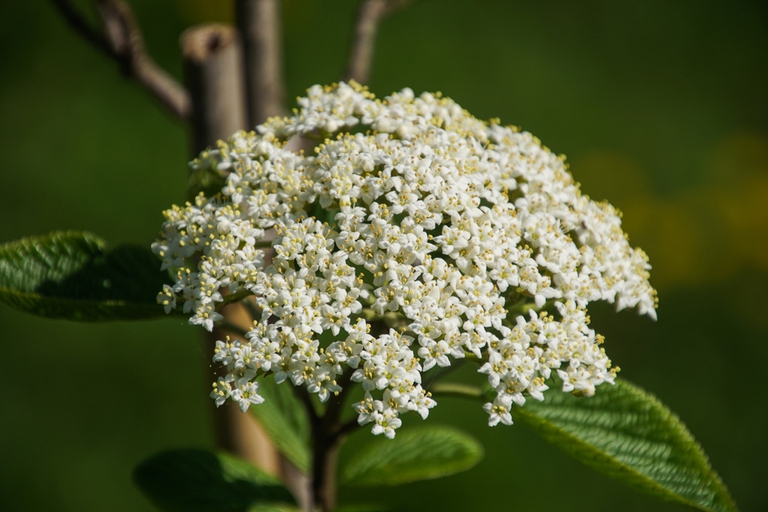 Fioritura sambuco, milano città di campagna