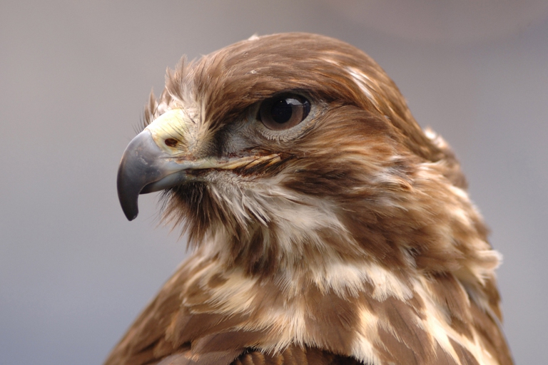 Stati Uniti, i cuccioli di falco si lanciano dal nido per sfuggire al caldo
