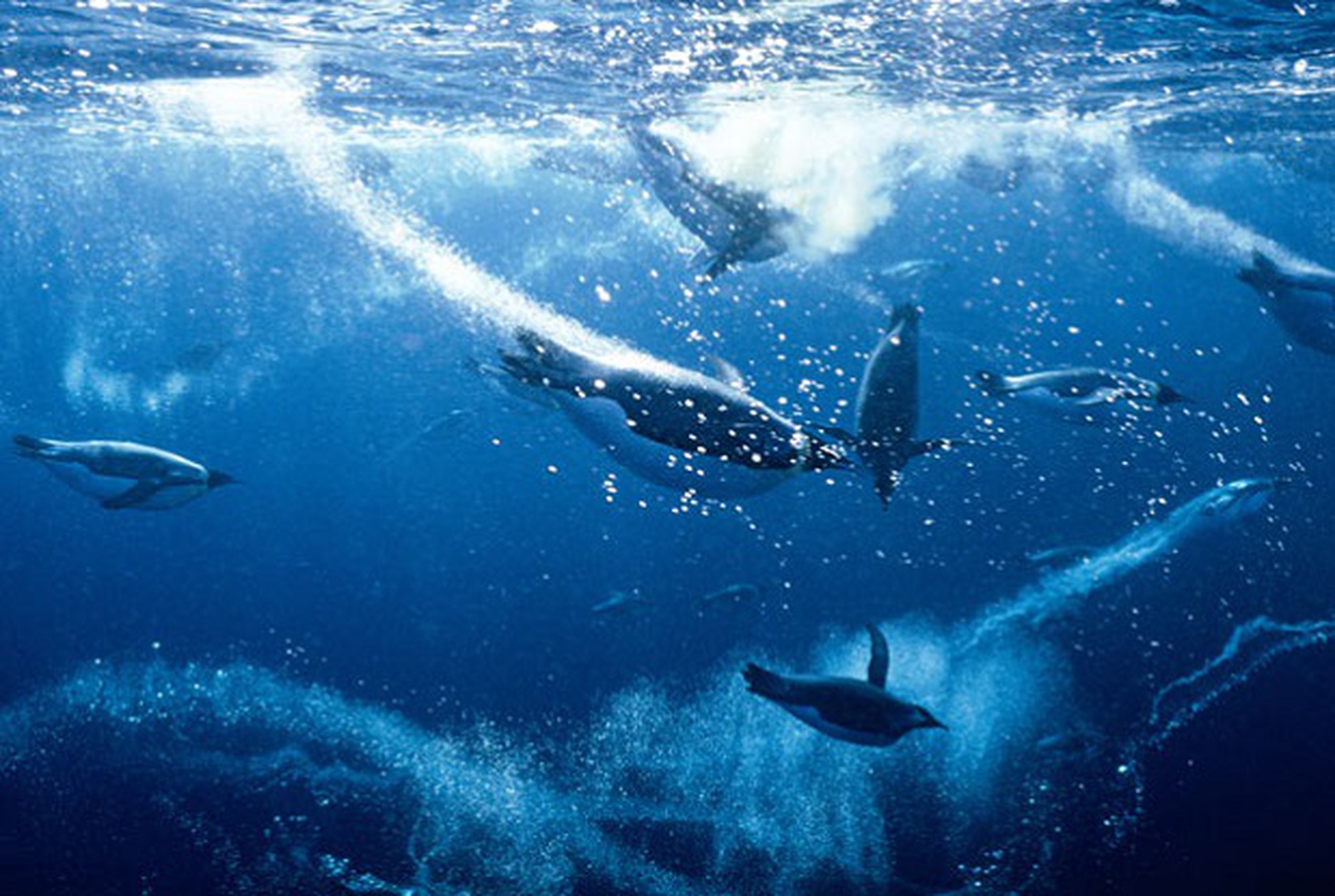 pinguini che pescano