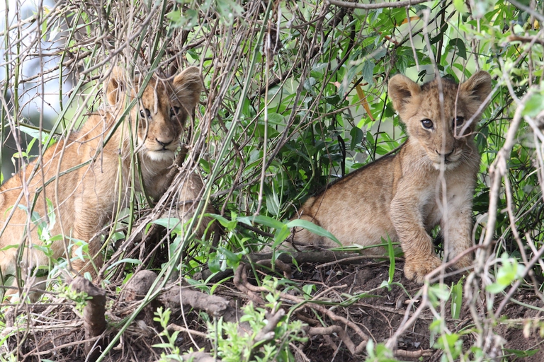 Lion cubs, Akagera National Park, Rwanda © Sean Carter