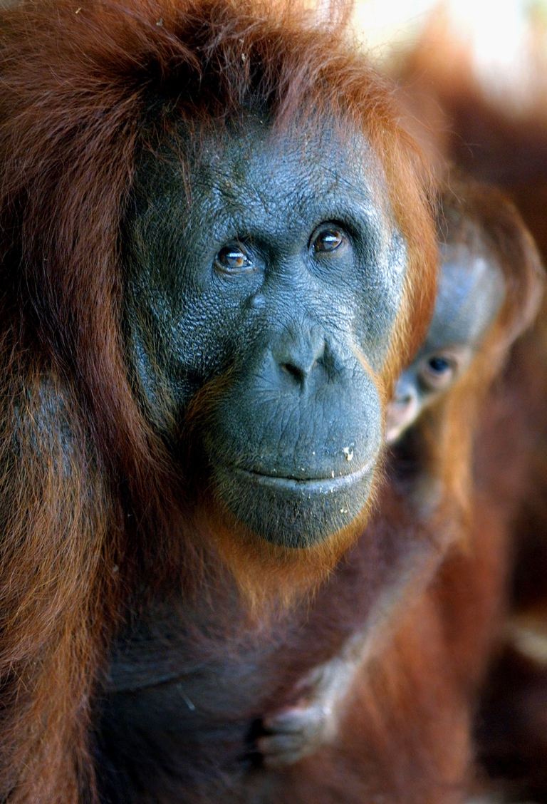 Femmina di orango con il suo cucciolo sull'isola del Borneo, in Indonesia