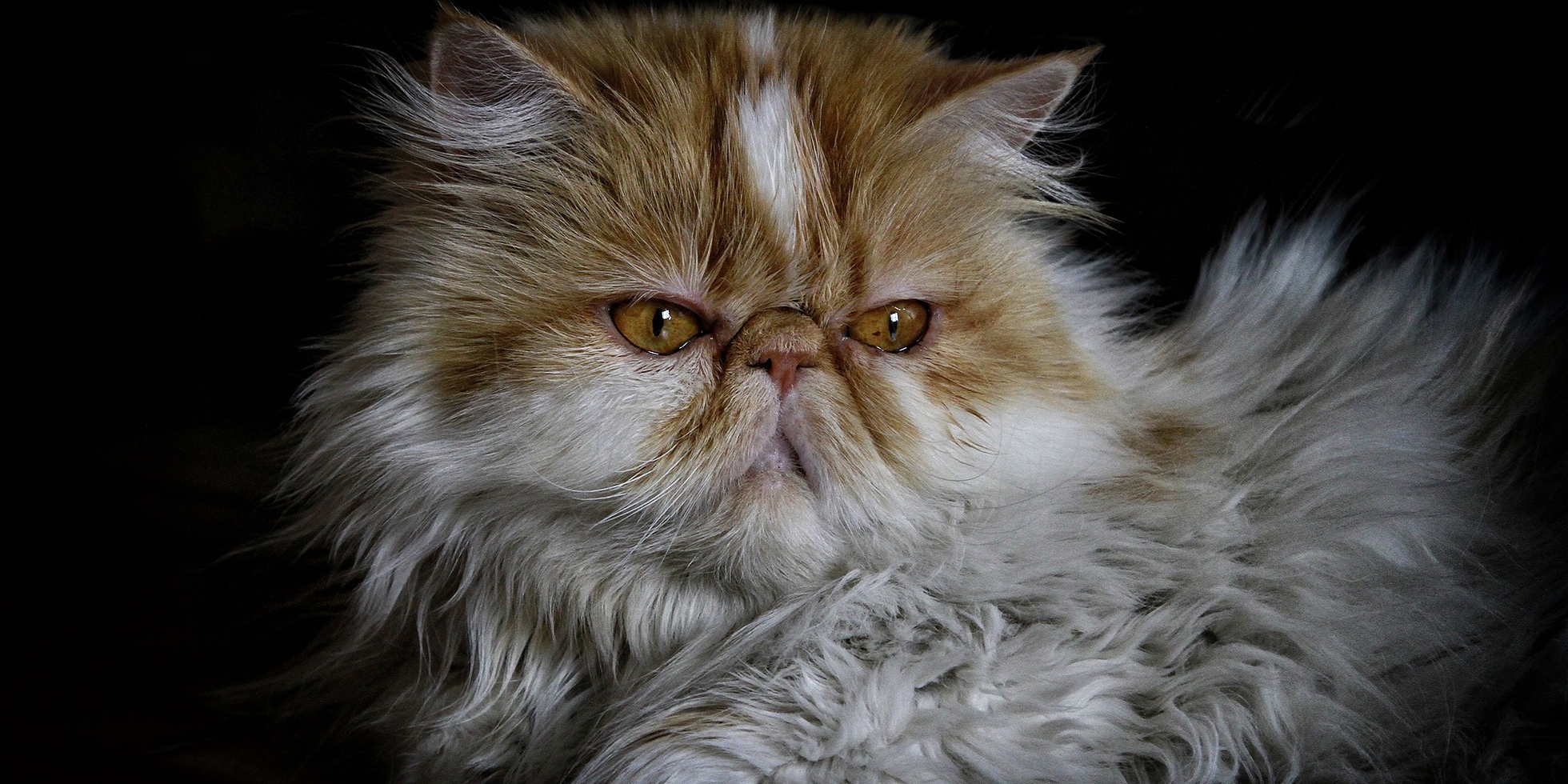 Персидская кошка экзот экстремал. Котенок. Как зовут перса. Персонажи персонажи гача лайф. Длинношёрстная персидская кошка рыжий.