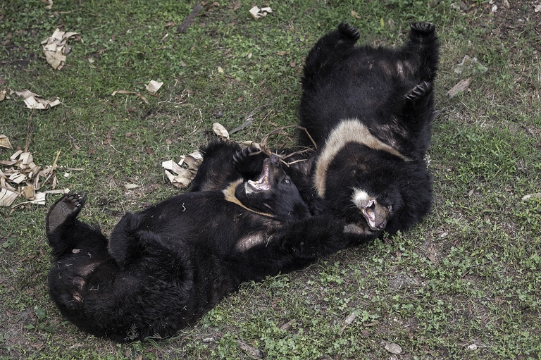 Orsi della luna in un santuario in Cina