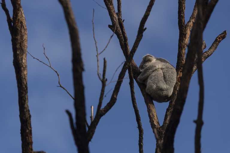 Un koala appallottolato su un albero