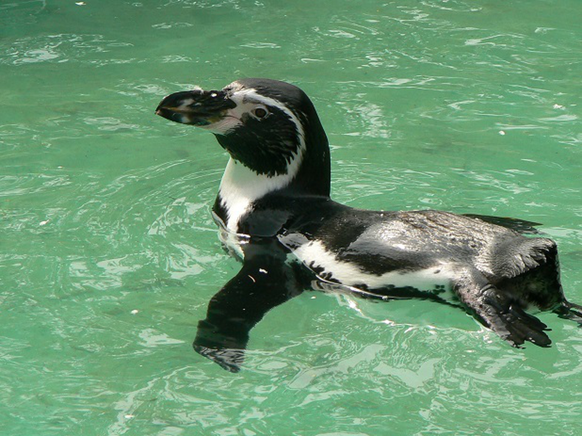 Spheniscus humboldti