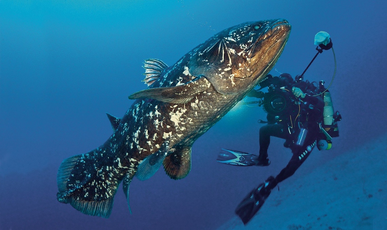 Celacanto che nuota accanto a un sub