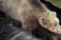 Mai più KJ2. Un’interrogazione parlamentare sulla sorte dei cuccioli dell’orsa uccisa in Trentino
