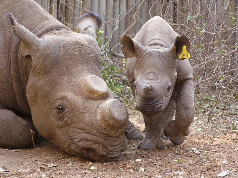 rinoceronte senza corno
