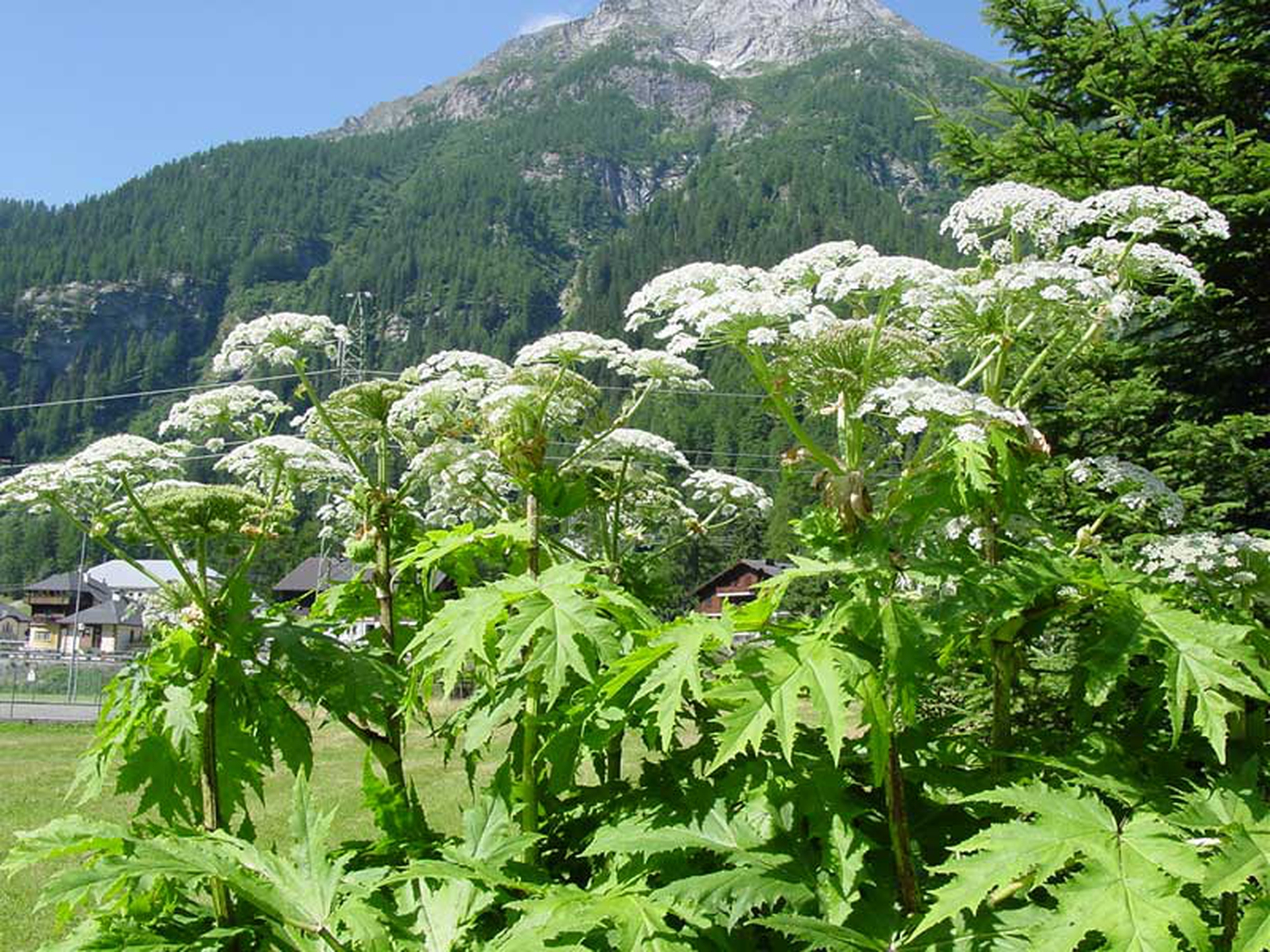 Specie aliene, un'invasione silenziosa che minaccia la biodiversità