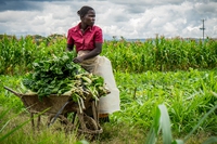 In Kenya una legge vieta agli agricoltori di scambiare i semi autoctoni
