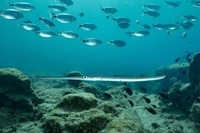 Specie aliene invasive: quanti danni provocano nei nostri mari e cosa possiamo fare per limitarli